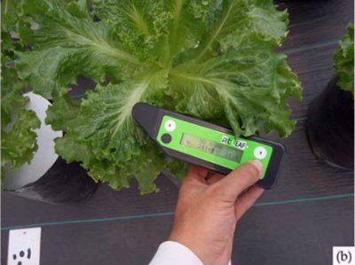 Estimating Nitrogen and Chlorophyll Status of Romaine Lettuce using SPAD and atLEAF readings